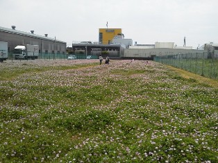 ふれあい緑地フェスティバル