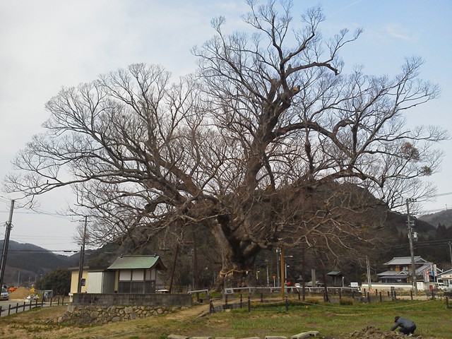 能勢の大ケヤキ
