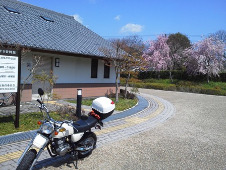 能勢の大ケヤキ