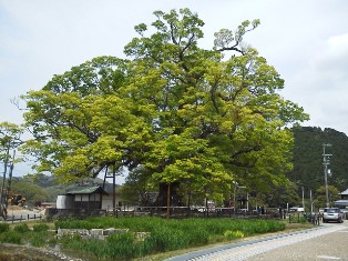 能勢町の大ケヤキ